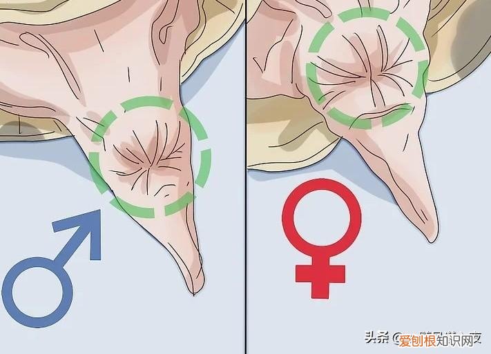 乌龟的性别怎么分男女的，学会区分乌龟的性别