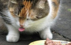 猫猫吐黄色的水是怎么回事，猫咪吐黄色的水