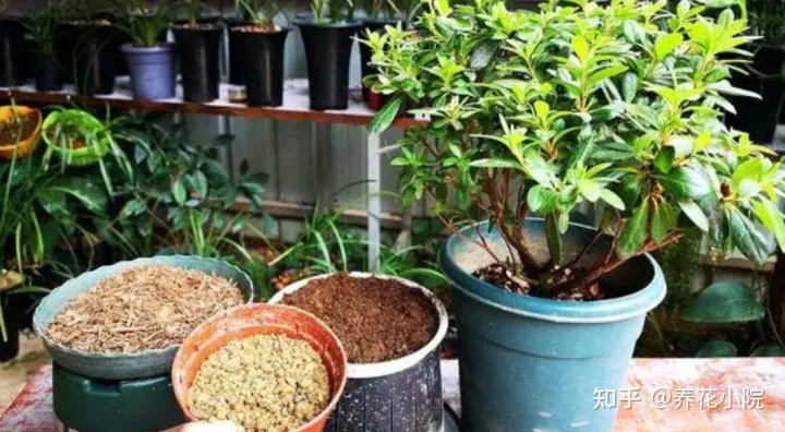 花怎么养根，养花先“养根”，3个“小方法”，根系疯长，枝叶繁茂