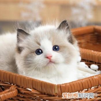 田园猫和宠物猫区别，“宠物猫”和“田园猫”之间有怎样的差异？戳答案→