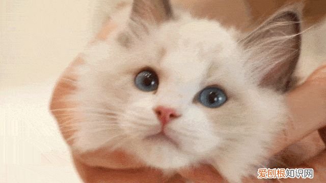 田园猫和宠物猫区别，“宠物猫”和“田园猫”之间有怎样的差异？戳答案→