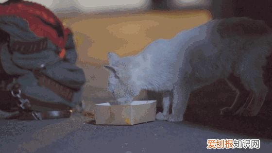 田园猫和宠物猫区别，“宠物猫”和“田园猫”之间有怎样的差异？戳答案→