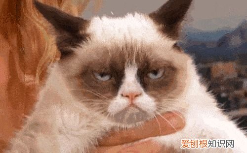 田园猫和宠物猫区别，“宠物猫”和“田园猫”之间有怎样的差异？戳答案→