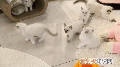 田园猫和宠物猫区别，“宠物猫”和“田园猫”之间有怎样的差异？戳答案→