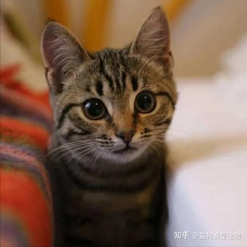 田园猫和宠物猫区别，“宠物猫”和“田园猫”之间有怎样的差异？戳答案→