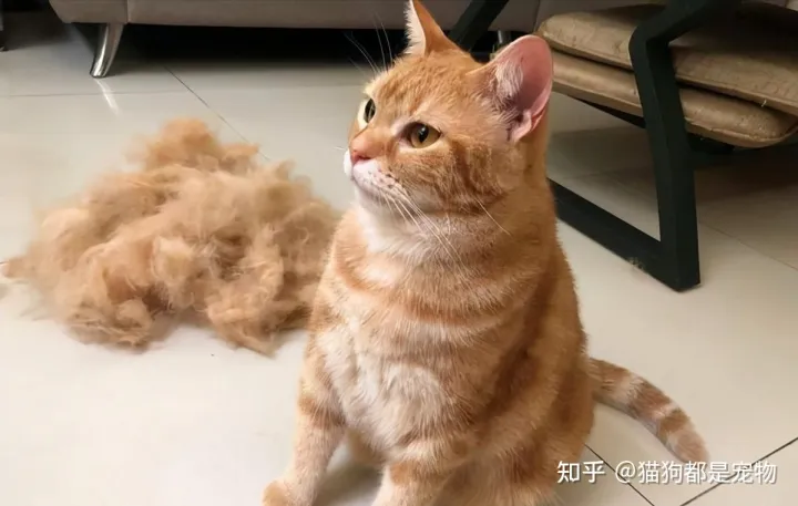 田园猫和宠物猫区别，“宠物猫”和“田园猫”之间有怎样的差异？戳答案→