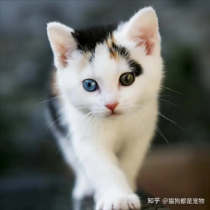 田园猫和宠物猫区别，“宠物猫”和“田园猫”之间有怎样的差异？戳答案→