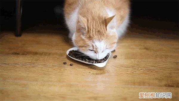 田园猫和宠物猫区别，“宠物猫”和“田园猫”之间有怎样的差异？戳答案→