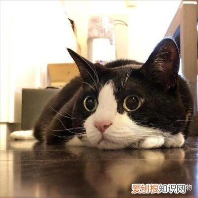 田园猫和宠物猫区别，“宠物猫”和“田园猫”之间有怎样的差异？戳答案→