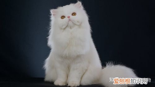 田园猫和宠物猫区别，“宠物猫”和“田园猫”之间有怎样的差异？戳答案→