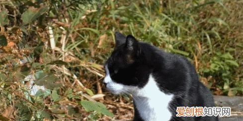 田园猫和宠物猫区别，“宠物猫”和“田园猫”之间有怎样的差异？戳答案→