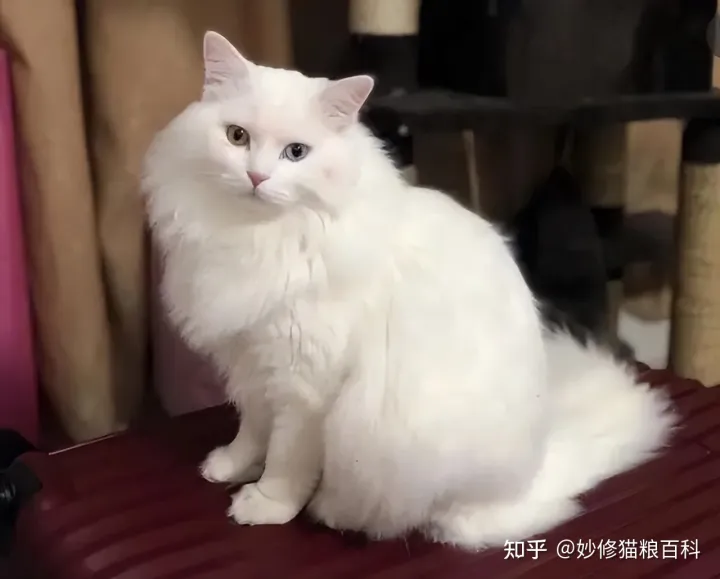 什么叫田园猫，“田园猫”和“宠物猫”的区别，网友：太真实了！