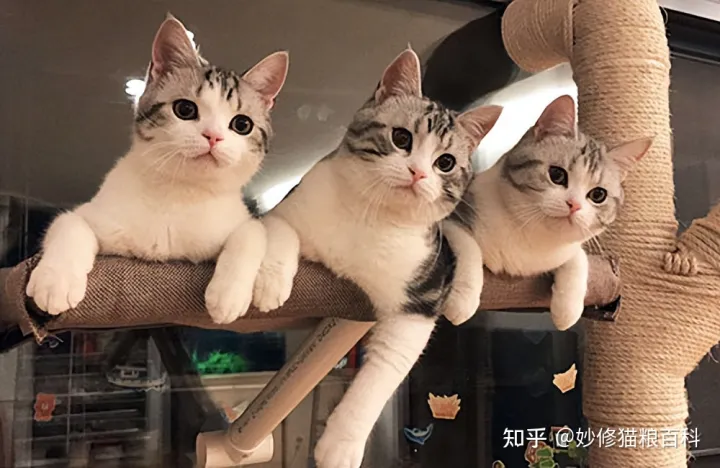 什么叫田园猫，“田园猫”和“宠物猫”的区别，网友：太真实了！