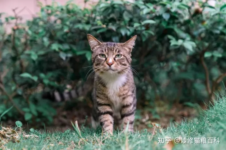 什么叫田园猫，“田园猫”和“宠物猫”的区别，网友：太真实了！