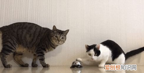 什么叫田园猫，“田园猫”和“宠物猫”的区别，网友：太真实了！