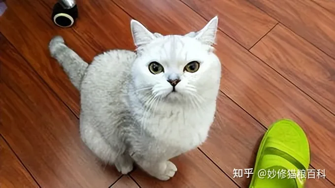 什么叫田园猫，“田园猫”和“宠物猫”的区别，网友：太真实了！