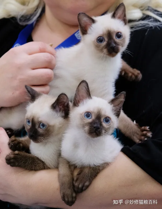 什么叫田园猫，“田园猫”和“宠物猫”的区别，网友：太真实了！