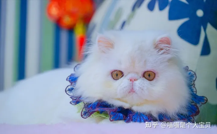 像田园猫的品种猫，宠物猫和田园猫的差别，一个备受欢迎，一个嗤之以鼻