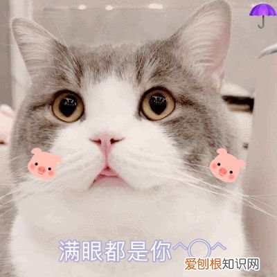 像田园猫的品种猫，宠物猫和田园猫的差别，一个备受欢迎，一个嗤之以鼻