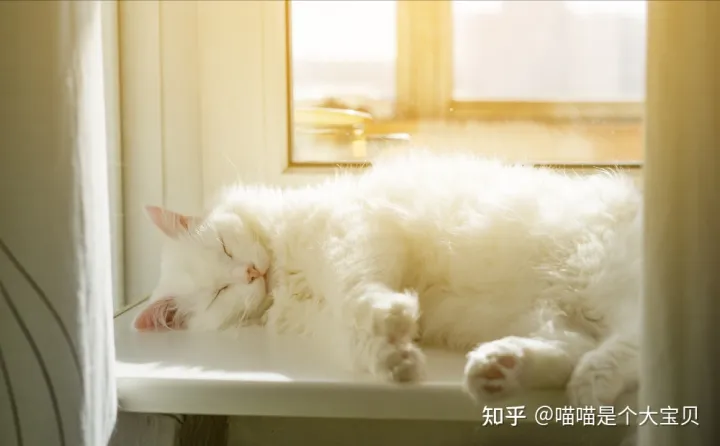 像田园猫的品种猫，宠物猫和田园猫的差别，一个备受欢迎，一个嗤之以鼻