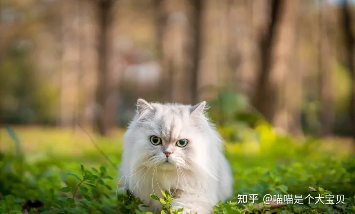 像田园猫的品种猫，宠物猫和田园猫的差别，一个备受欢迎，一个嗤之以鼻