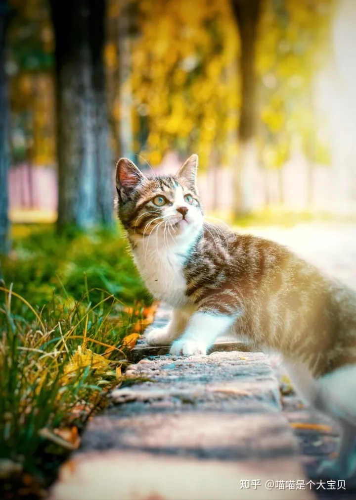 像田园猫的品种猫，宠物猫和田园猫的差别，一个备受欢迎，一个嗤之以鼻