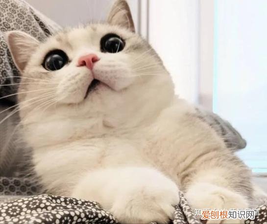 土猫的区别，“土猫”和“宠物猫”有什么区别？养了就知道，差别很大