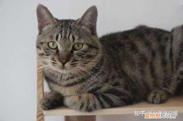 土猫的区别，“土猫”和“宠物猫”有什么区别？养了就知道，差别很大
