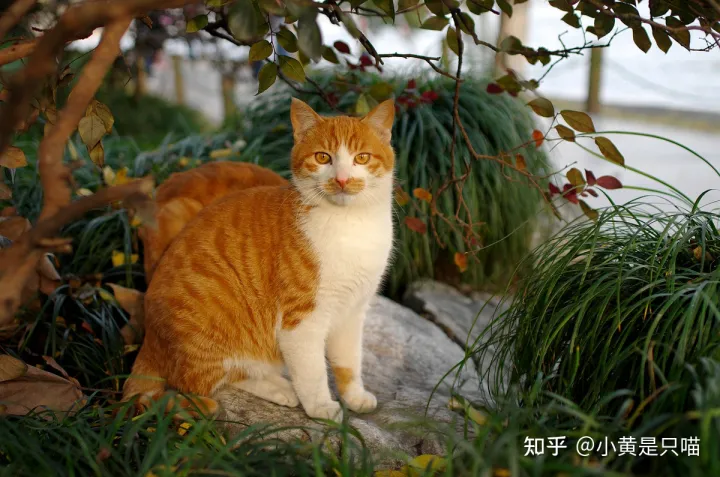 土猫的区别，“土猫”和“宠物猫”有什么区别？养了就知道，差别很大