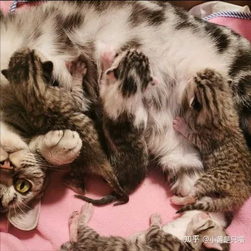 土猫的区别，“土猫”和“宠物猫”有什么区别？养了就知道，差别很大