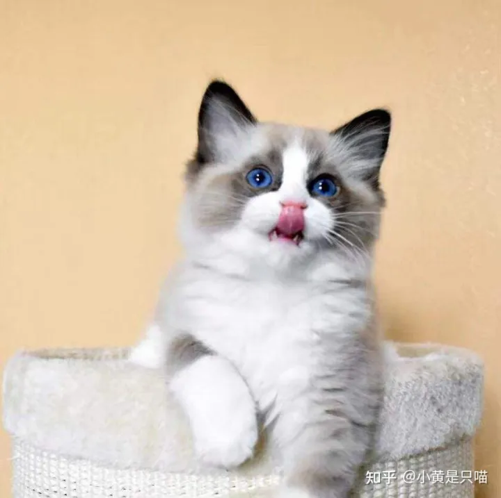 土猫的区别，“土猫”和“宠物猫”有什么区别？养了就知道，差别很大