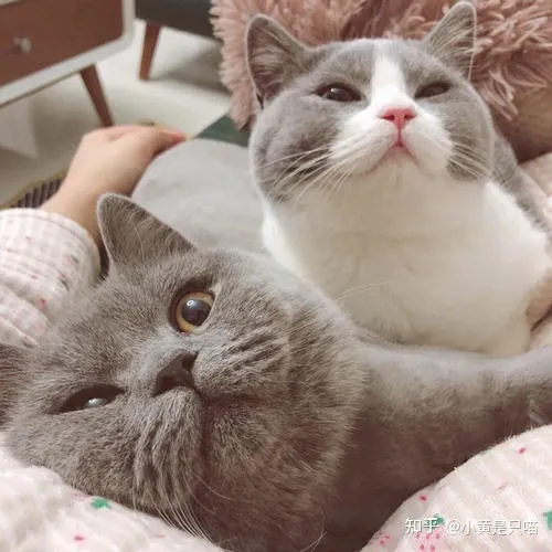 土猫的区别，“土猫”和“宠物猫”有什么区别？养了就知道，差别很大
