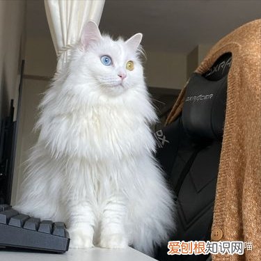 土猫的区别，“土猫”和“宠物猫”有什么区别？养了就知道，差别很大