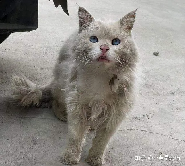 土猫的区别，“土猫”和“宠物猫”有什么区别？养了就知道，差别很大