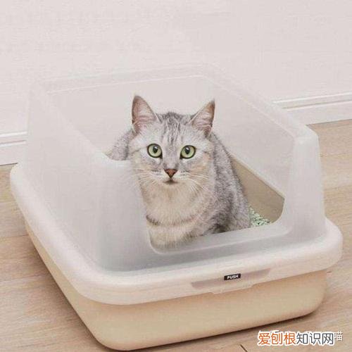 土猫的区别，“土猫”和“宠物猫”有什么区别？养了就知道，差别很大