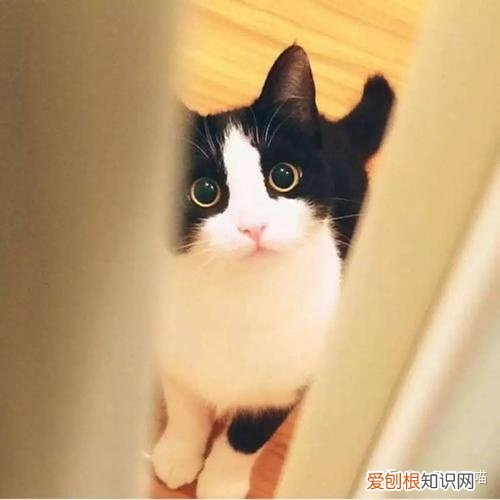 土猫的区别，“土猫”和“宠物猫”有什么区别？养了就知道，差别很大