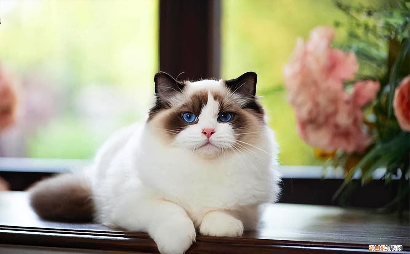 土猫与宠物猫的区别，“宠物猫”VS“土猫”，过来人告诉你，区别很大