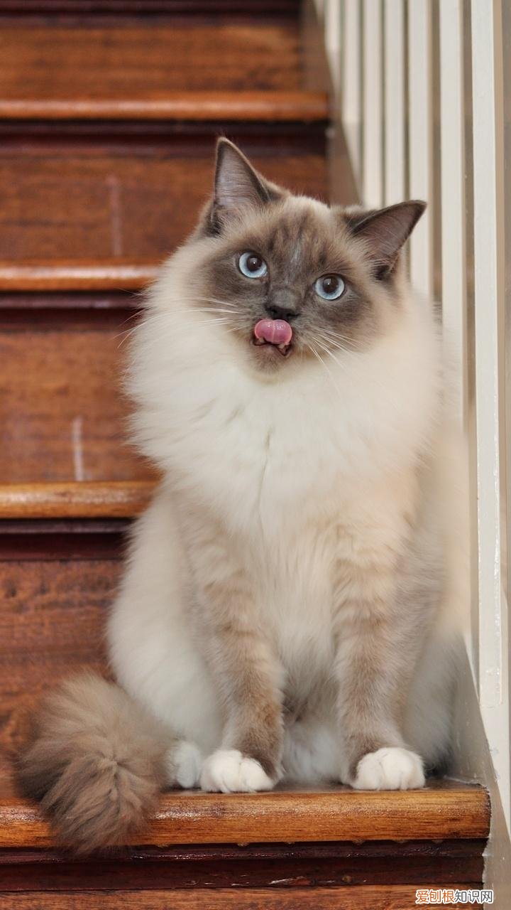 土猫与宠物猫的区别，“宠物猫”VS“土猫”，过来人告诉你，区别很大