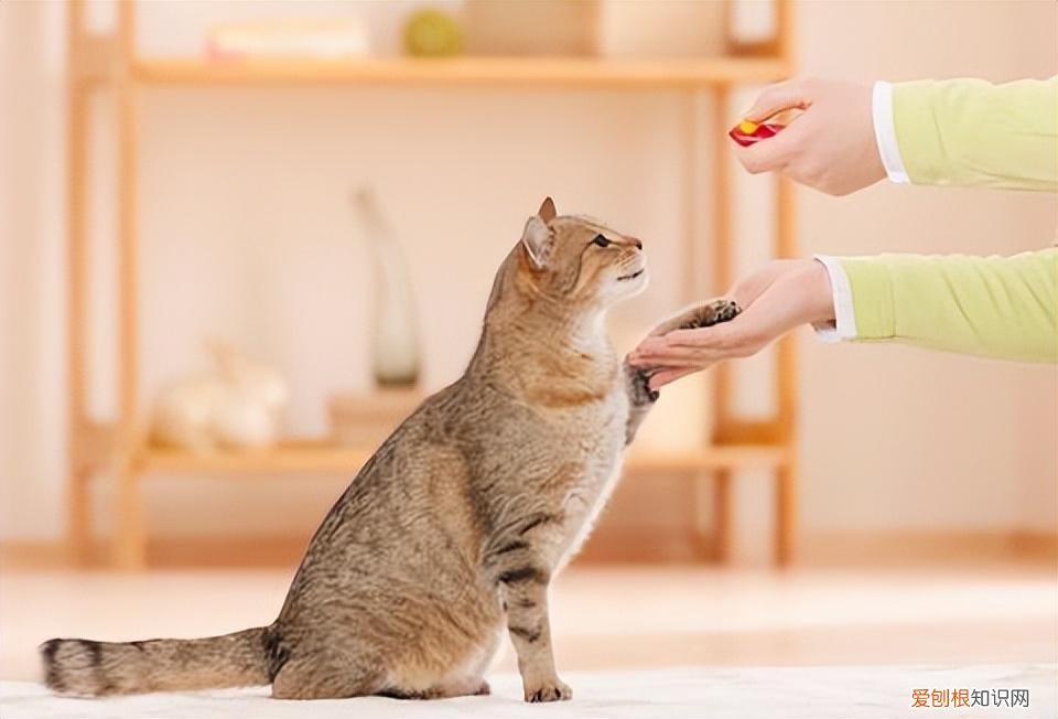 土猫与宠物猫的区别，“宠物猫”VS“土猫”，过来人告诉你，区别很大