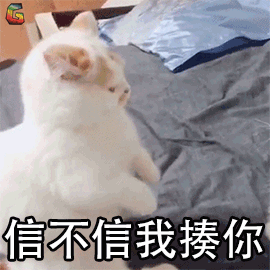 土猫与宠物猫的区别，“宠物猫”VS“土猫”，过来人告诉你，区别很大