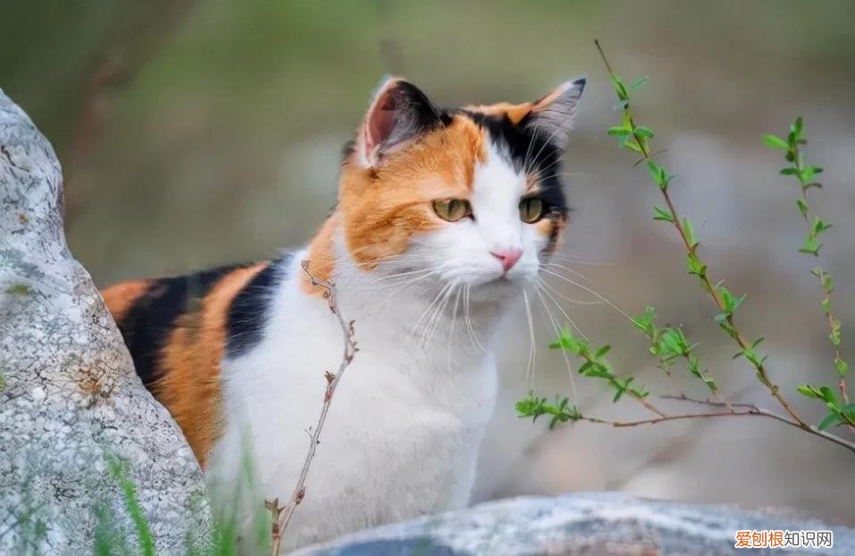 土猫与宠物猫的区别，“宠物猫”VS“土猫”，过来人告诉你，区别很大