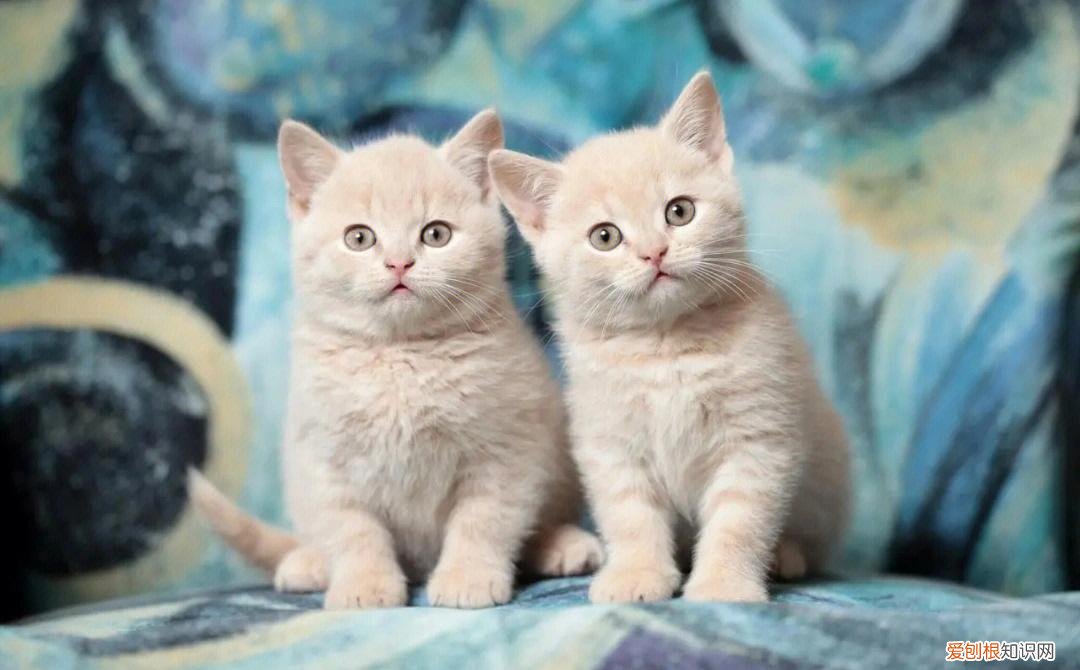 土猫与宠物猫的区别，“宠物猫”VS“土猫”，过来人告诉你，区别很大