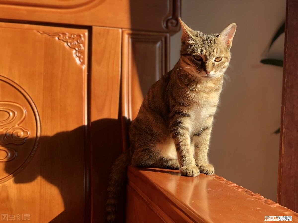 养宠物猫还是田园猫陪自己好，养“宠物猫”和“田园猫”的区别，这6点过分真实