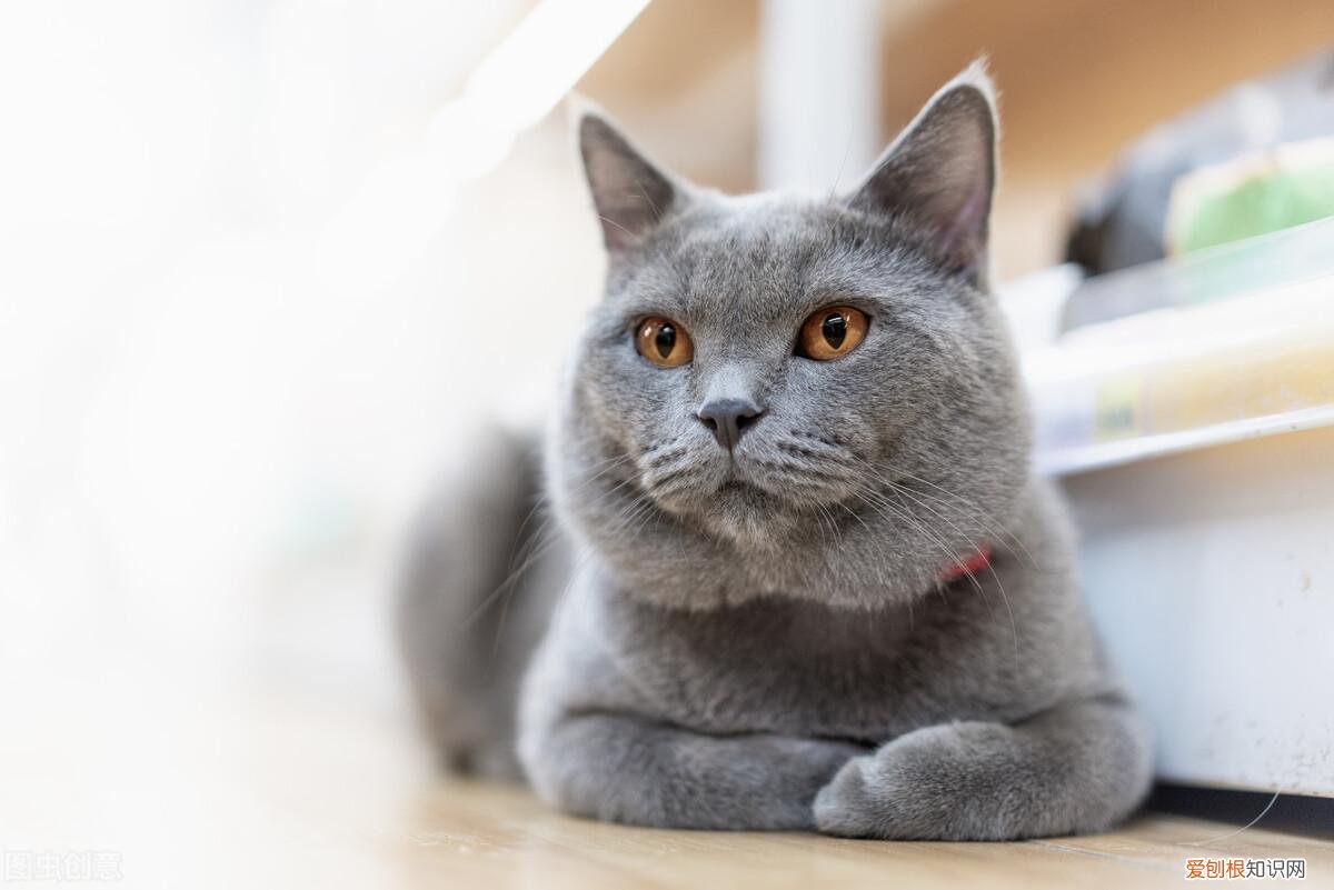 养宠物猫还是田园猫陪自己好，养“宠物猫”和“田园猫”的区别，这6点过分真实