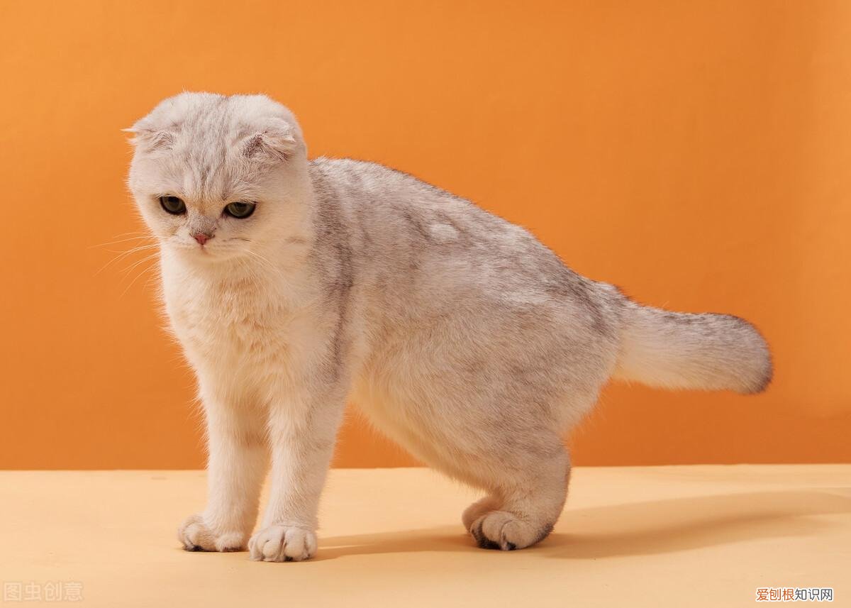 养宠物猫还是田园猫陪自己好，养“宠物猫”和“田园猫”的区别，这6点过分真实