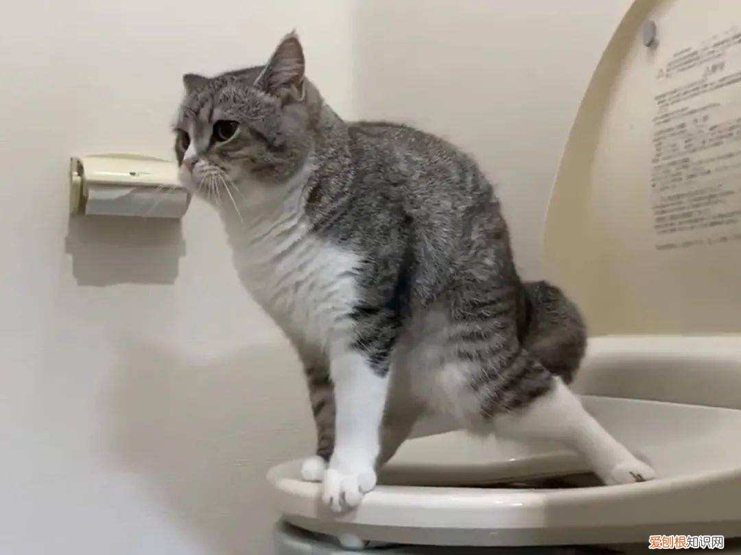 土猫中最好看的一种，养“宠物猫”和“田园猫”的区别，一目了然，做铲屎官不容易
