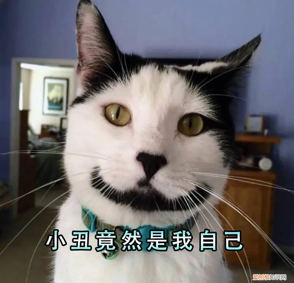 土猫中最好看的一种，养“宠物猫”和“田园猫”的区别，一目了然，做铲屎官不容易