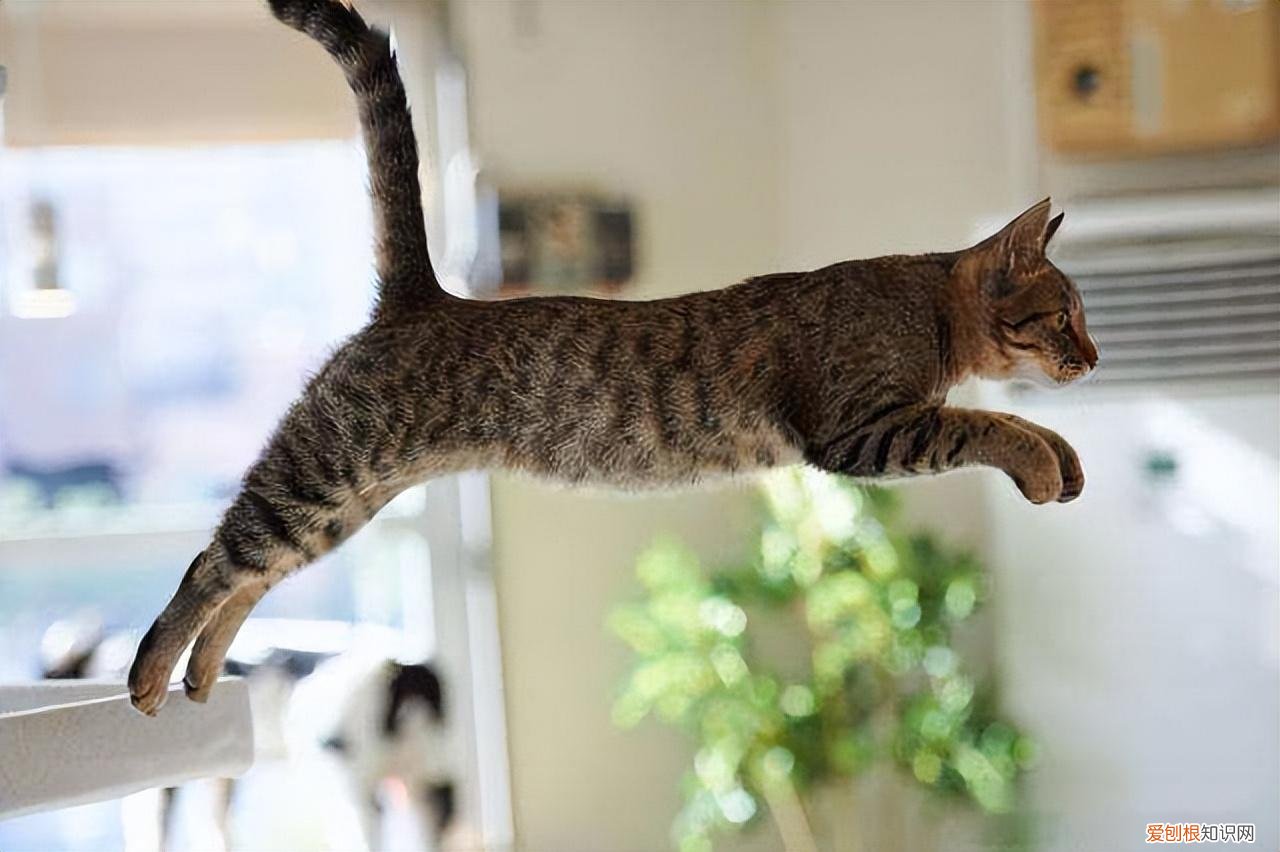 土猫中最好看的一种，养“宠物猫”和“田园猫”的区别，一目了然，做铲屎官不容易