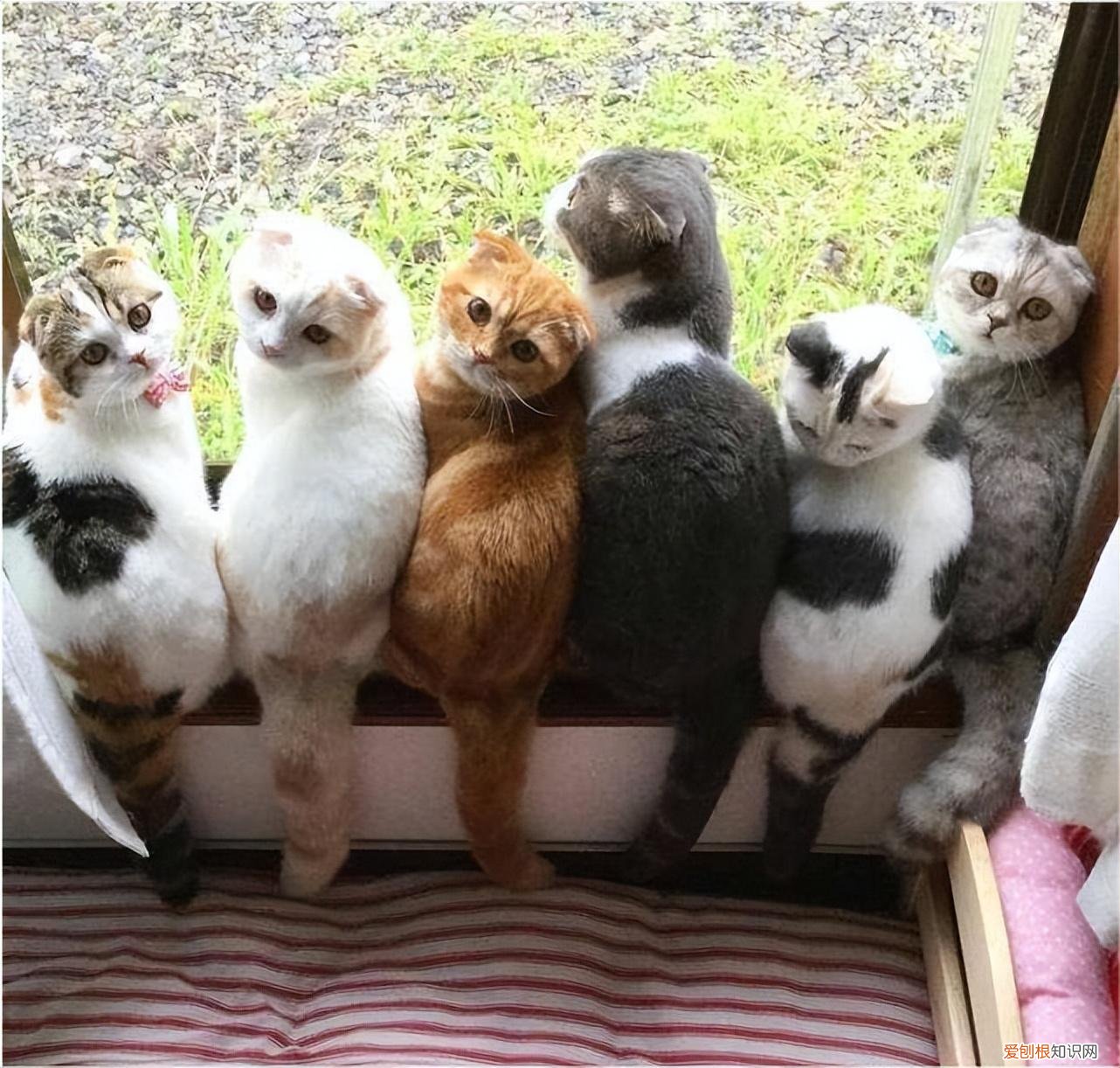土猫中最好看的一种，养“宠物猫”和“田园猫”的区别，一目了然，做铲屎官不容易
