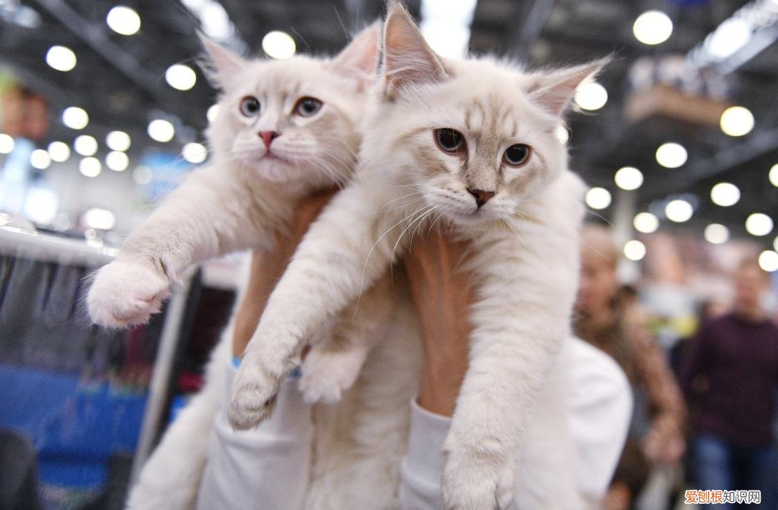土猫中最好看的一种，养“宠物猫”和“田园猫”的区别，一目了然，做铲屎官不容易